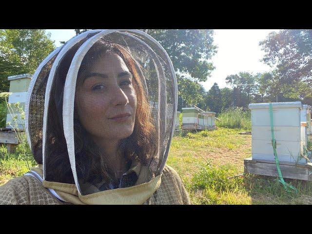 Top 5 Beekeeping Tips For a Soon to Bee New Beekeeper!!!!