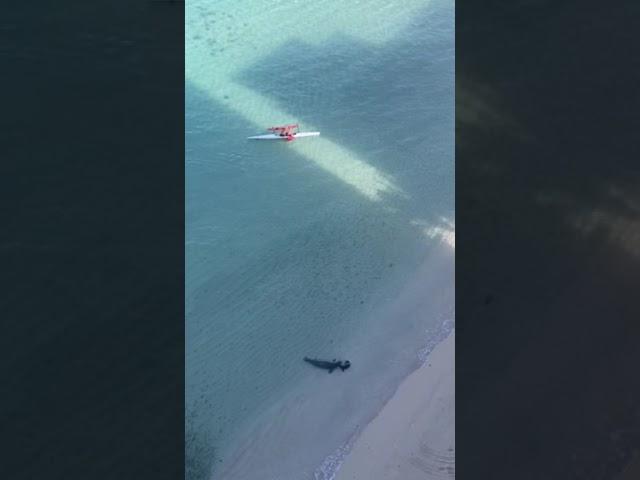 Hawaiian Monk seal protects pup from Swimmer after heading warnings from lifeguards  - Aloha Army