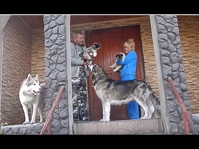 МАЛАМУТЫ. ВОЖАК СТАИ.Leader of the Pack.Alaskan Malamute.Odessa.