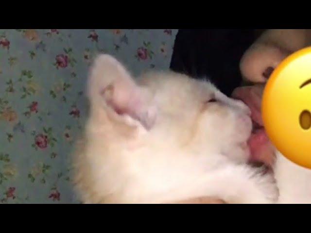 Ciuman Sama kucing  #videosingkat