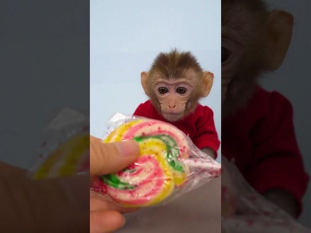 Bi Bon Monkey enjoy with rainbow lollipop ASMR  #monkey #animal