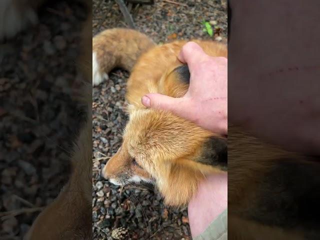 Лиса Алиса даёт себя погладить #животные #лиса #fox #лисяо #природа #лето