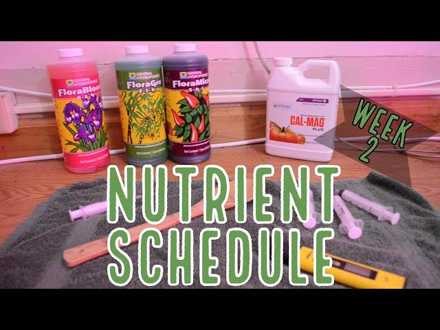 Week 2: How to Feed Autoflowers - Our Nutrient Schedule