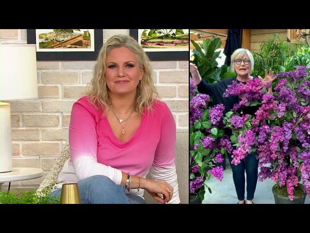 Barbara King 2-Piece Reblooming Lilac Josee Live Plants on QVC