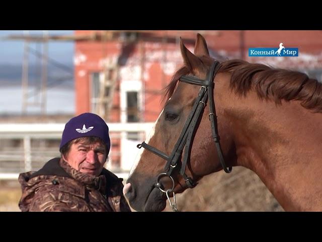 Рыжие  Гнедые  Вороные  Лошади СХП Новомарьевское