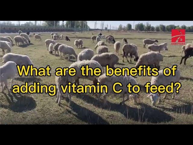 What are the benefits of adding Vitamin C to feed?