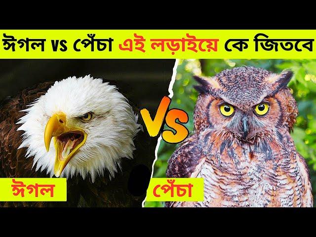 ঈগল ও পেঁচার মধ্যে লড়াই লড়াইয়ে কে জিতবে।।Fight Between Eagle and Owl In Bangla