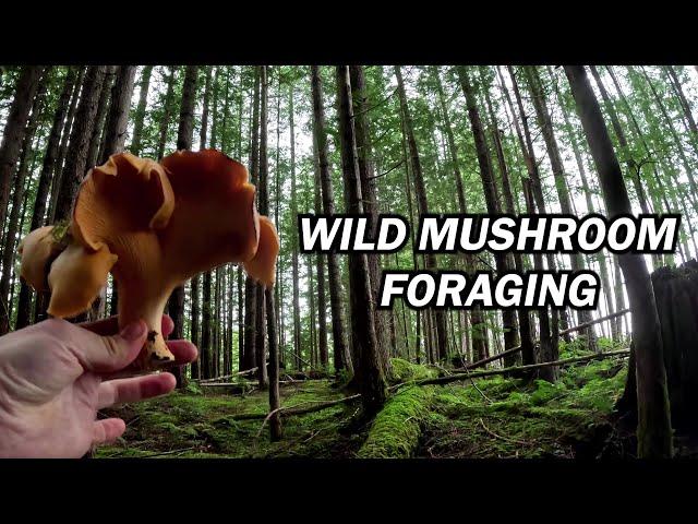 Foraging Wild Mushrooms in the Rainforest | White & Golden Chanterelles