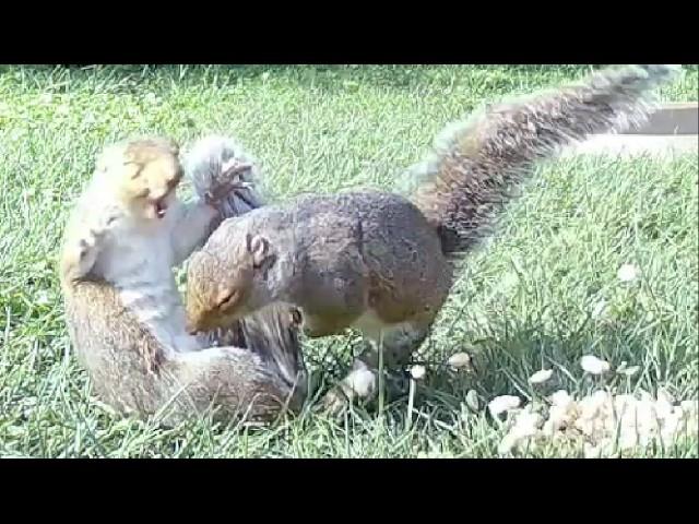 Nonstop backyard ACTION! Squirrels, crows, and groundhogs brawling and chasing each other