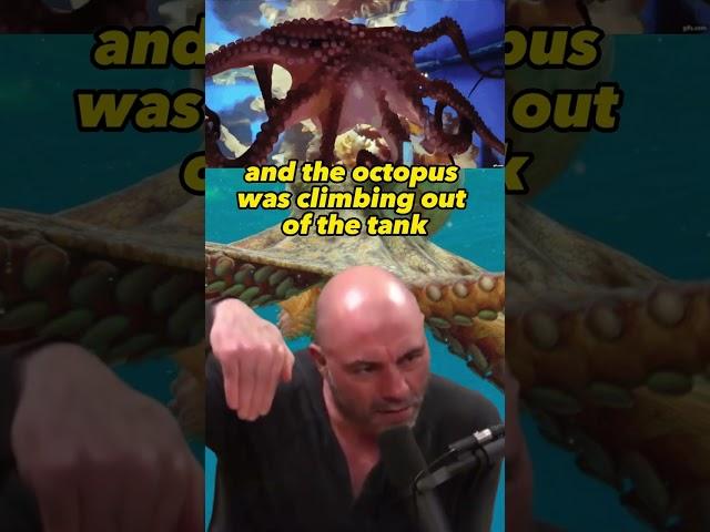 The Mind-Blowing Intelligence of Octopuses | Joe Rogan Experience with Roger Penrose #animals