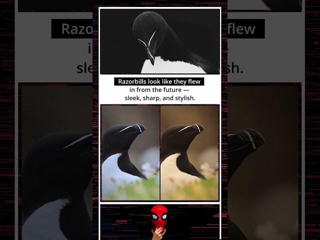 Nature’s Sci-Fi Bird: The Razor-Sharp Razorbill