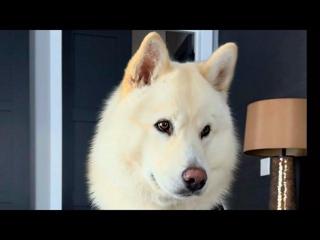 Husky And Two Kitty Cats  Funny Cute Pets