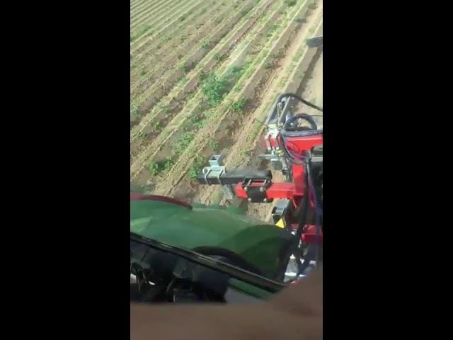 colibri sarchiatrice per carote su colmi, weeding machine on carrots on ridges