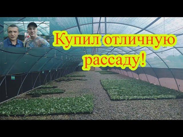 Купил рассаду клубники у Андрея из Тимашевского района.