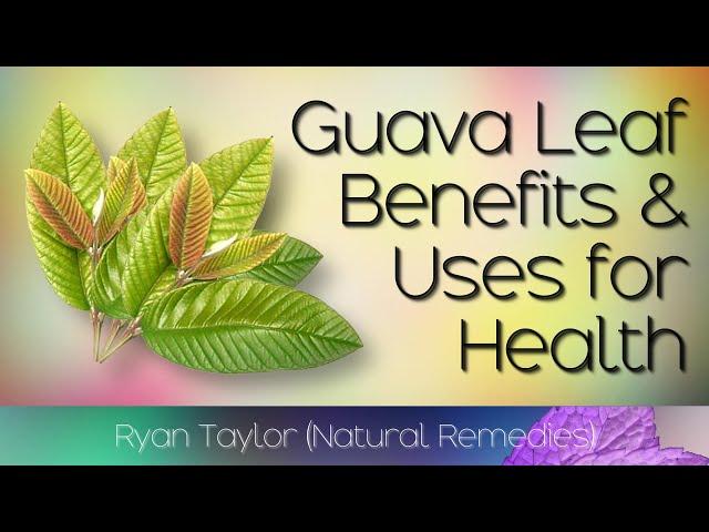 Guava Leaves: Benefits and Uses