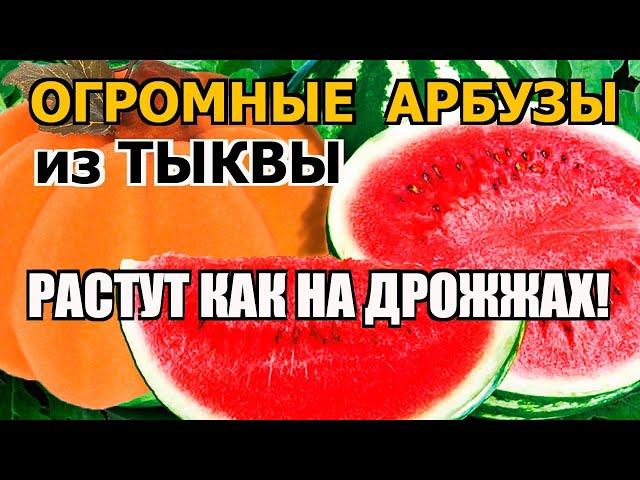 ОГРОМНЫЕ АРБУЗЫ из ТЫКВЫ Скорость роста — как на дрожжах