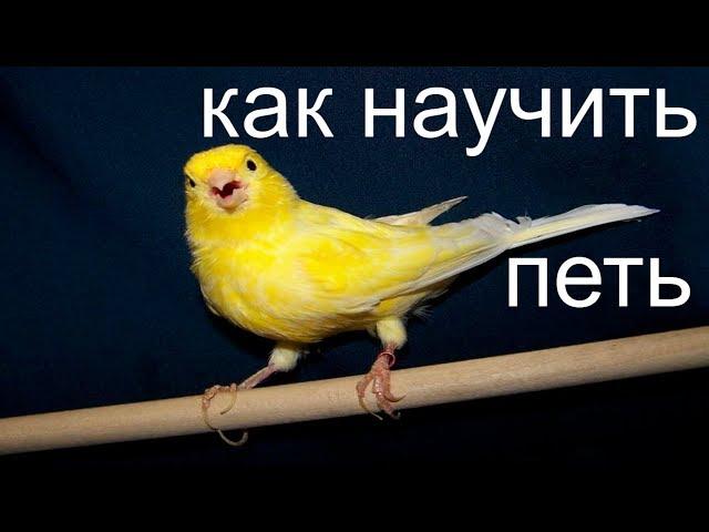 КАК НАУЧИТЬ КЕНАРА ПЕТЬ / линька у канареек / CANARY SINGING