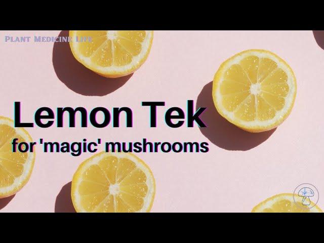 Lemon Tek 'Magic' Mushrooms 