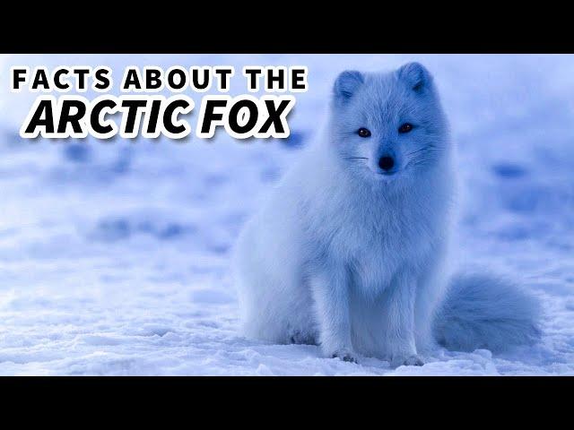 Arctic Fox Facts: the BLUE FOX  Animal Fact Files