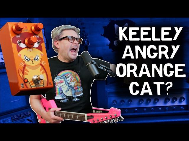 Don't Miss the New Keeley Angry Orange Cat 4in1 Fuzz Pedal! | B's Music Shop