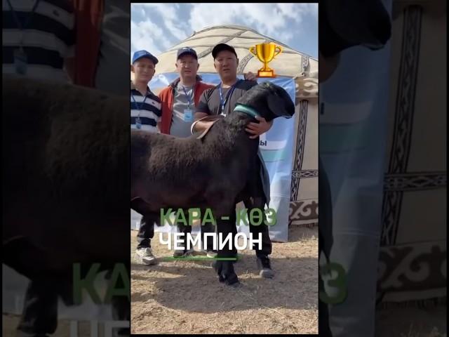 Сын Монако #shorts #arashan #gissar #sheep