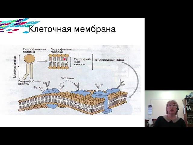 Биохимия 12.Сложные липиды. Перекисное окисление липидов