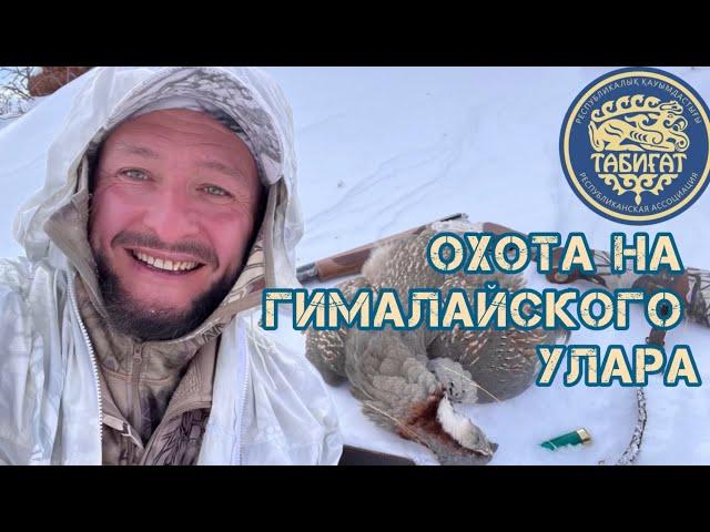 Охота на улара 2023 ! Hunting for Himalayan snowcock