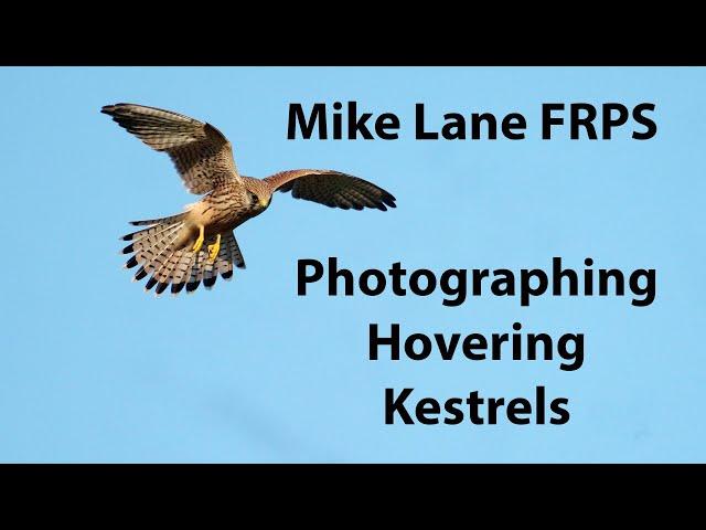 Photographing Kestrels