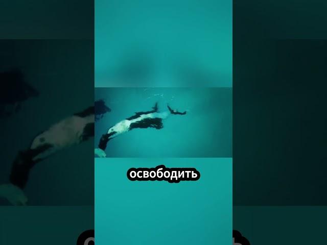 Касатка напала на дрессировщика прямо во время шоу!