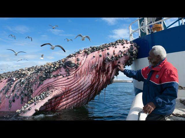 The pink Humpback whale had parasitic barnacles on its body and asked the old man for help