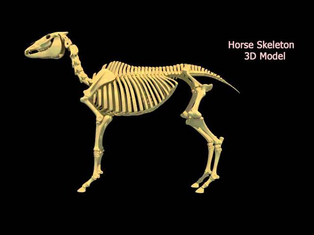 Horse Skeleton 3D Model