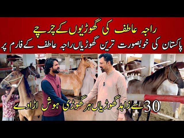 Most beautiful Desi mares of Raja Atif Zahoor | پاکستان کی خوبصورت ترین گھوڑیاں