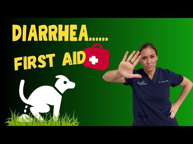 Natural First Aid Support For Pet Gut Health Issues - Holistic Vet Advice