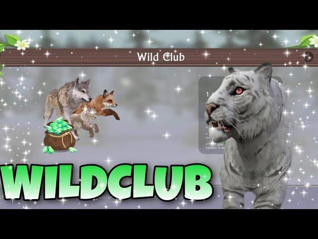 ПОКУПАЮ WILDCLUB! ОБЗОР WILDCLUB!