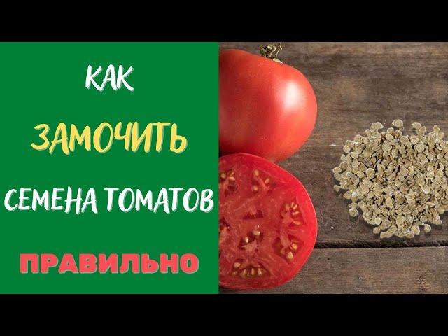 Лучший способ замачивания семян томатов перед посадкой!