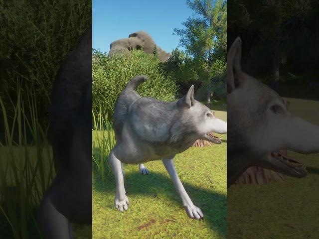 Wolves play-fighting #planetzoo