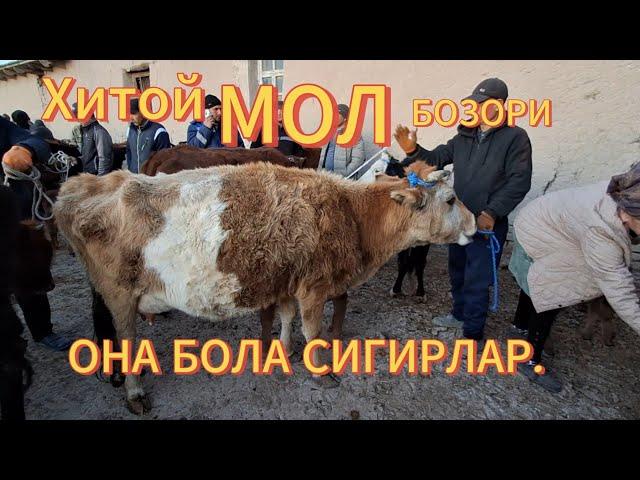 АМУДАРЁ ХИТОЙ МОЛ БОЗОРИ ОНА БОЛА СИГИРЛАР ВА БОҒОЗ СИГИРЛАР НАРХ НОВОЛАРИ16.03.2025