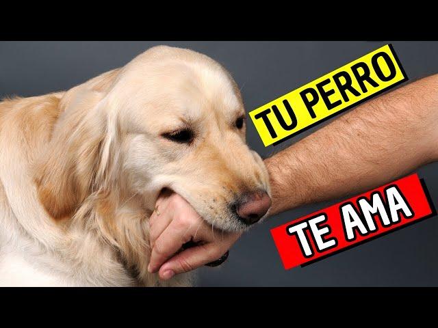 15 SEÑALES de que tu Perro te CONSIDERA SU MADRE