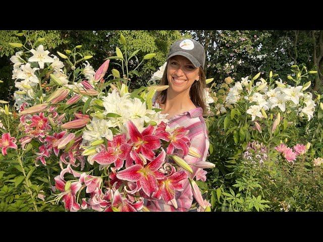 Lilies as Cut Flowers // How to Harvest, Condition, Process, & Store Lilies + Best Lily Varieties!!!