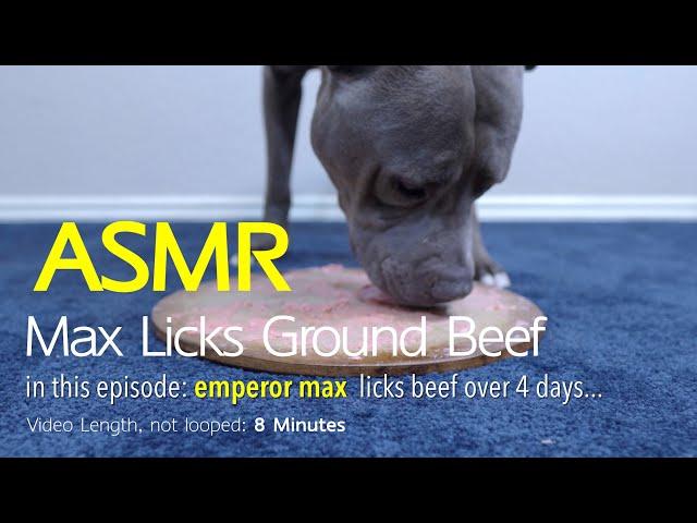 Max Eats | Ground Beef | ASMR DOG LICKING