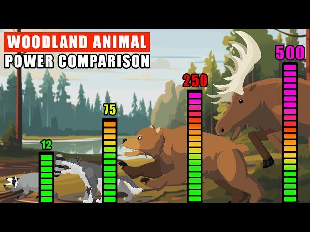 Woodland Animals Power Comparison | Animal Animation