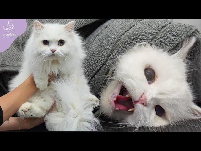 This Cat Went From ZERO To ONE HUNDRED Real Quick!  | Persian Cat