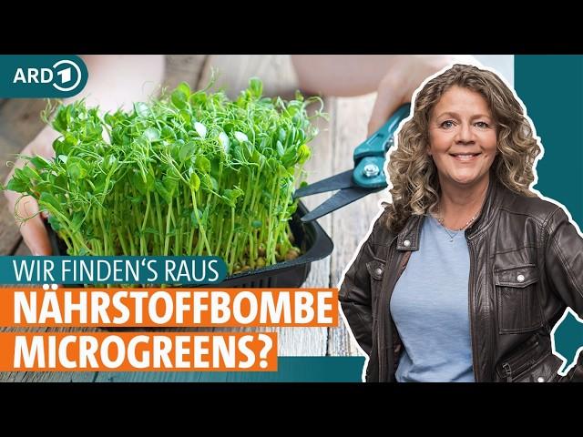 Sprossen und Keimlinge: Was steckt in Microgreens und wie baue ich sie an? | ARD GESUND