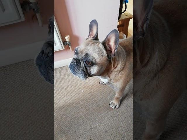 Frenchie barking Sound