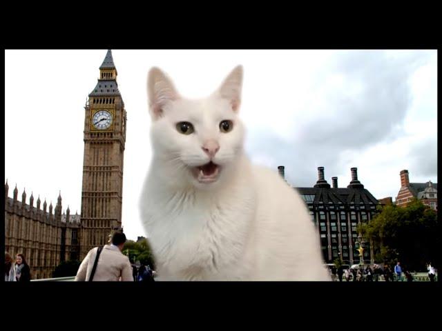 Cats Singing London Bridge Is Falling Down | Nursery Rhymes - Cats Version