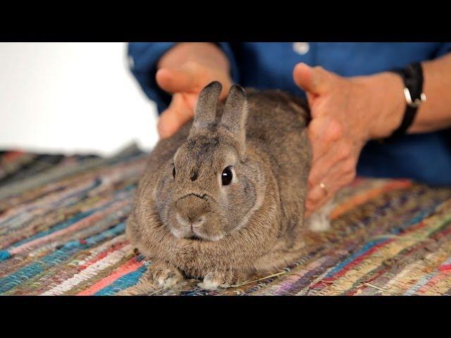 How to Help a Rabbit with Gas Pain | Pet Rabbits