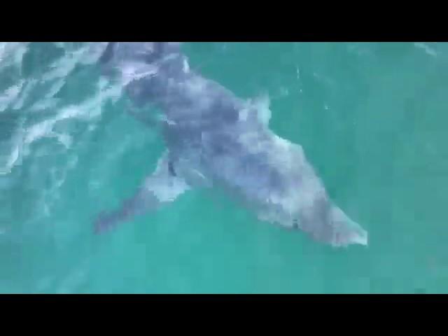 The shark jumped out of the water