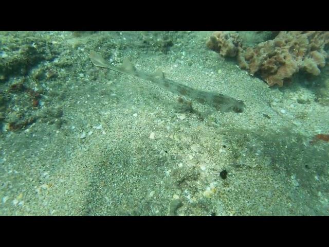 A guitarfish camouflaged in the sand