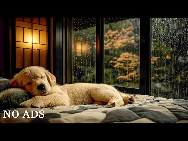 Dog MusicRelaxing Calming MusicCure Separation Anxiety Music to Calm Dogs