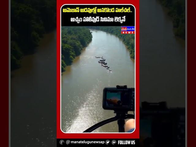 అమెజాన్‌ అడవుల్లో అనకొండ హల్‌చల్‌..|| Anaconda Hulchul At Amazon Forest || #ytshorts #trendingshorts